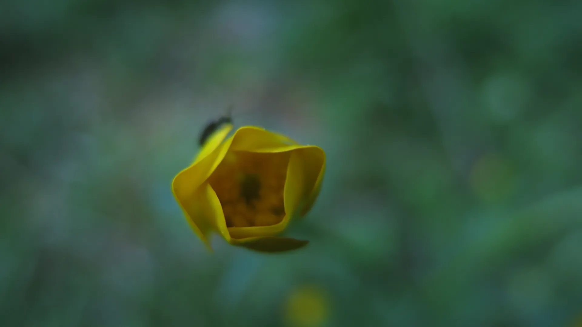 Taxonomía botánica: los 20 términos esenciales que debes conocer