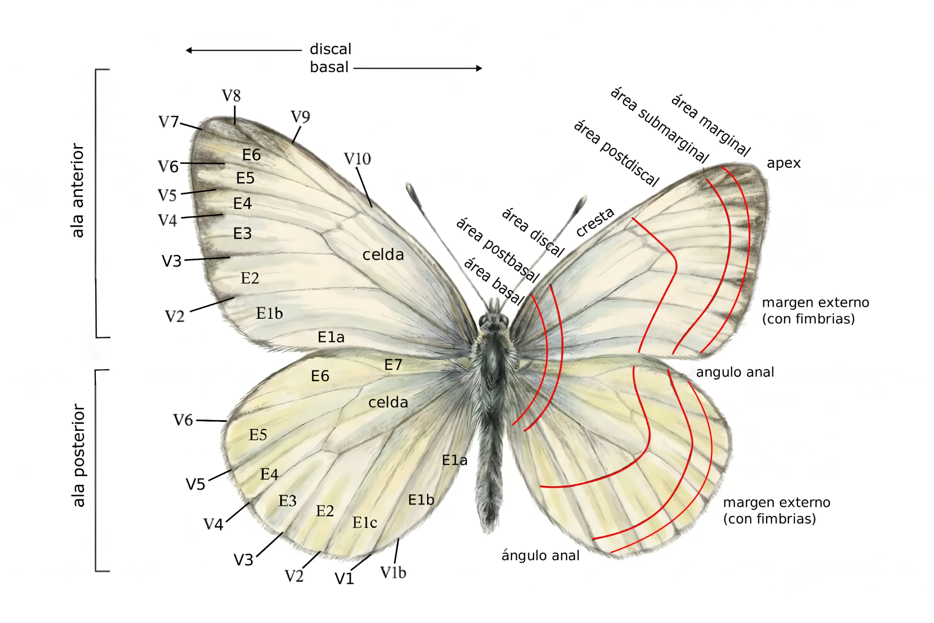Ala posterior
