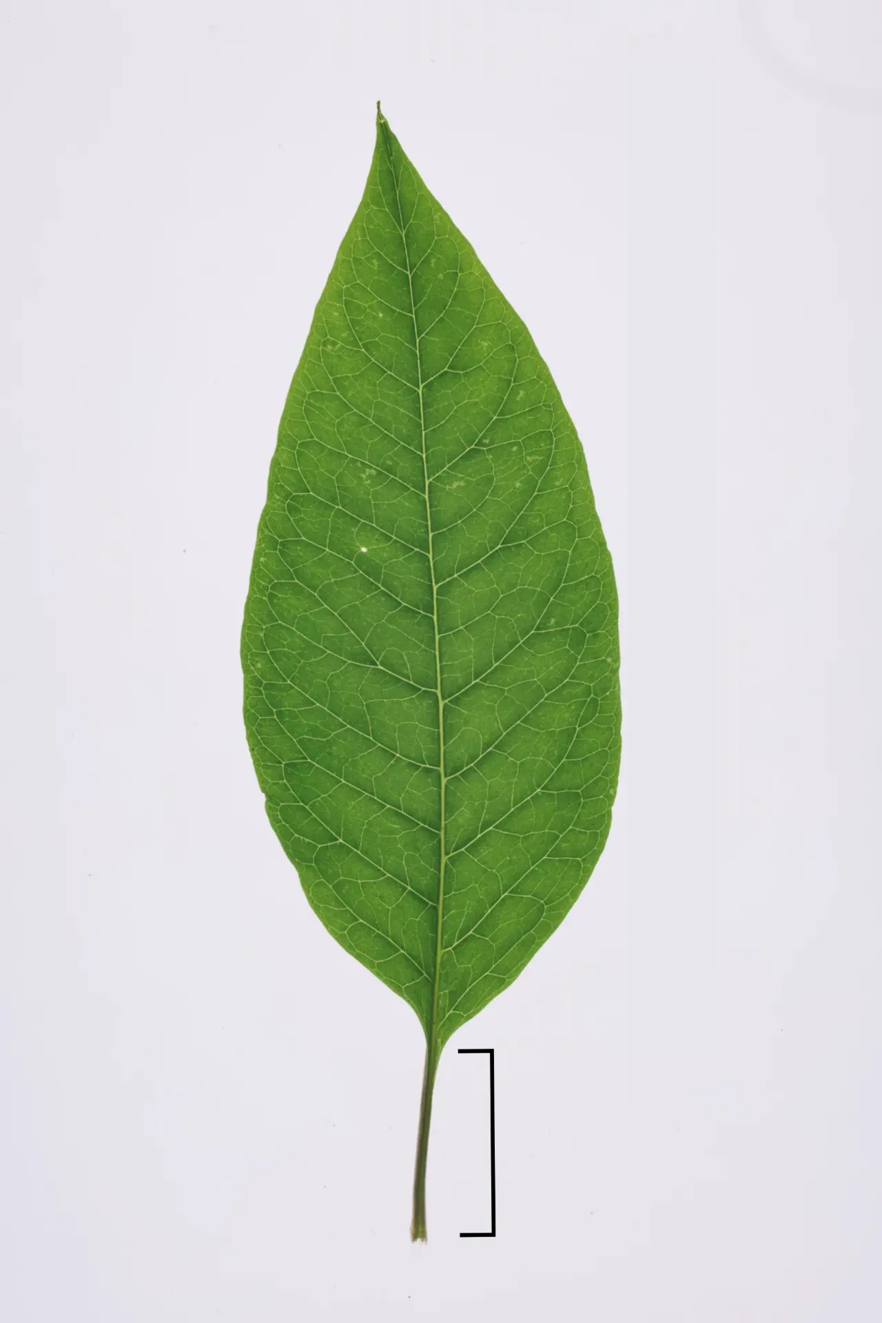 Petiole
