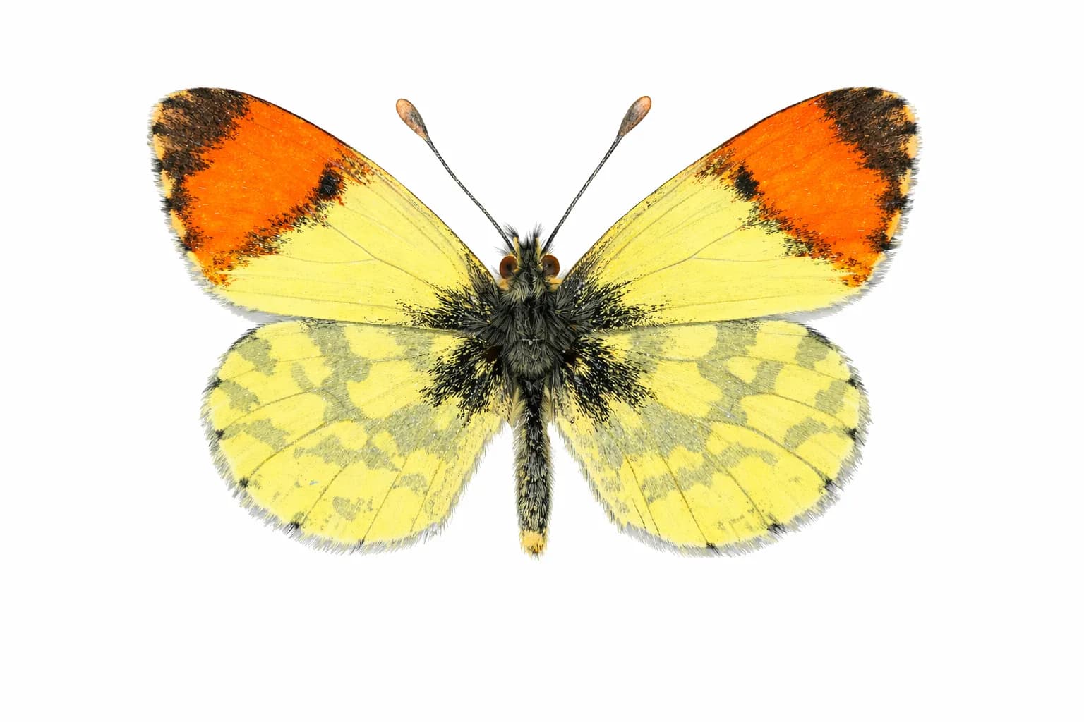 Anthocharis euphenoides
