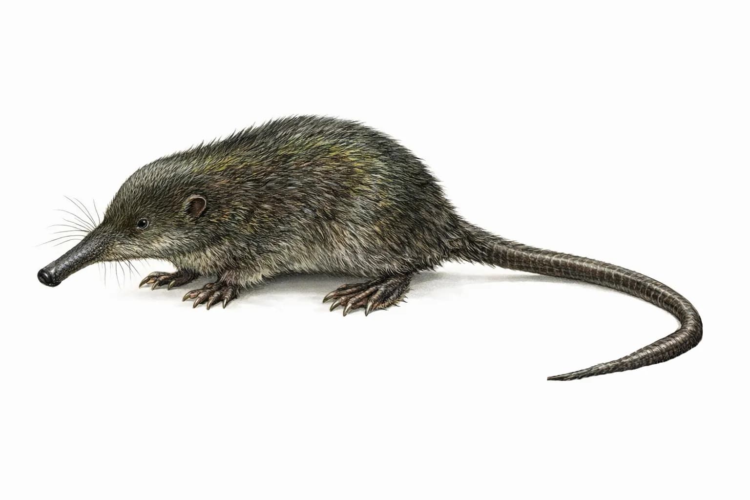 Galemys pyrenaicus