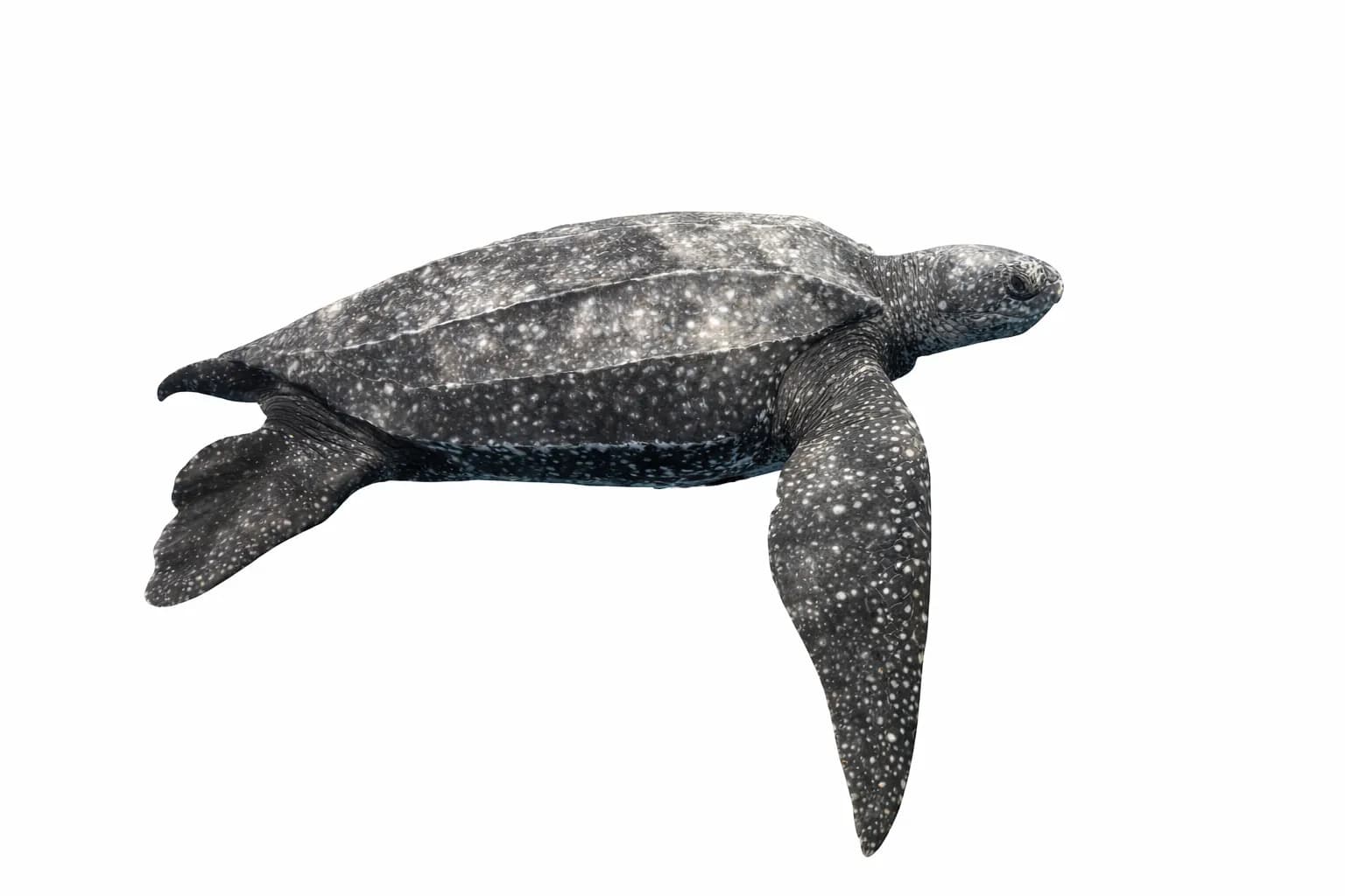 Dermochelys coriacea