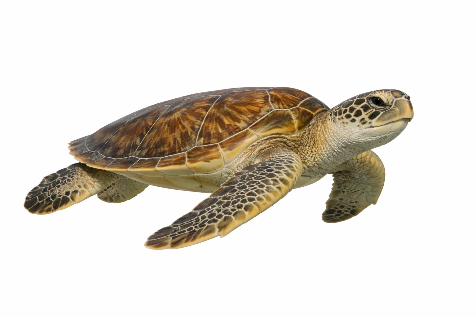 Chelonia mydas