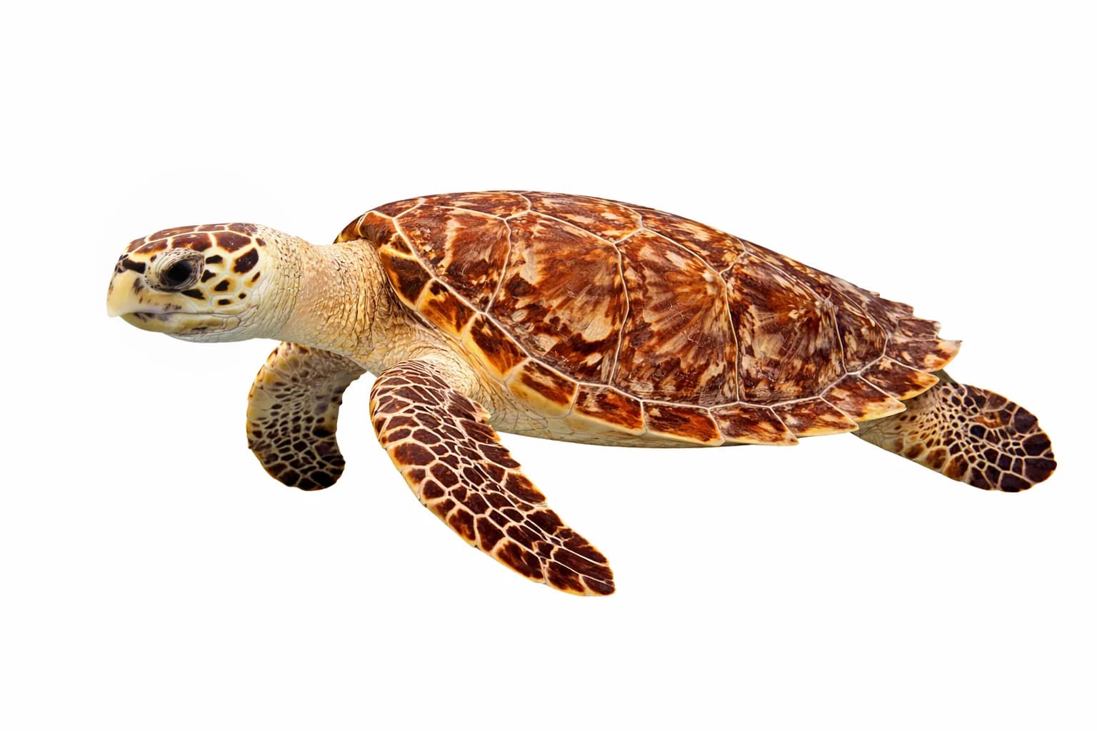 Eretmochelys imbricata